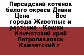 Персидский котенок белого окраса Диана › Цена ­ 40 000 - Все города Животные и растения » Кошки   . Камчатский край,Петропавловск-Камчатский г.